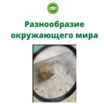 Строение лягушки 😀