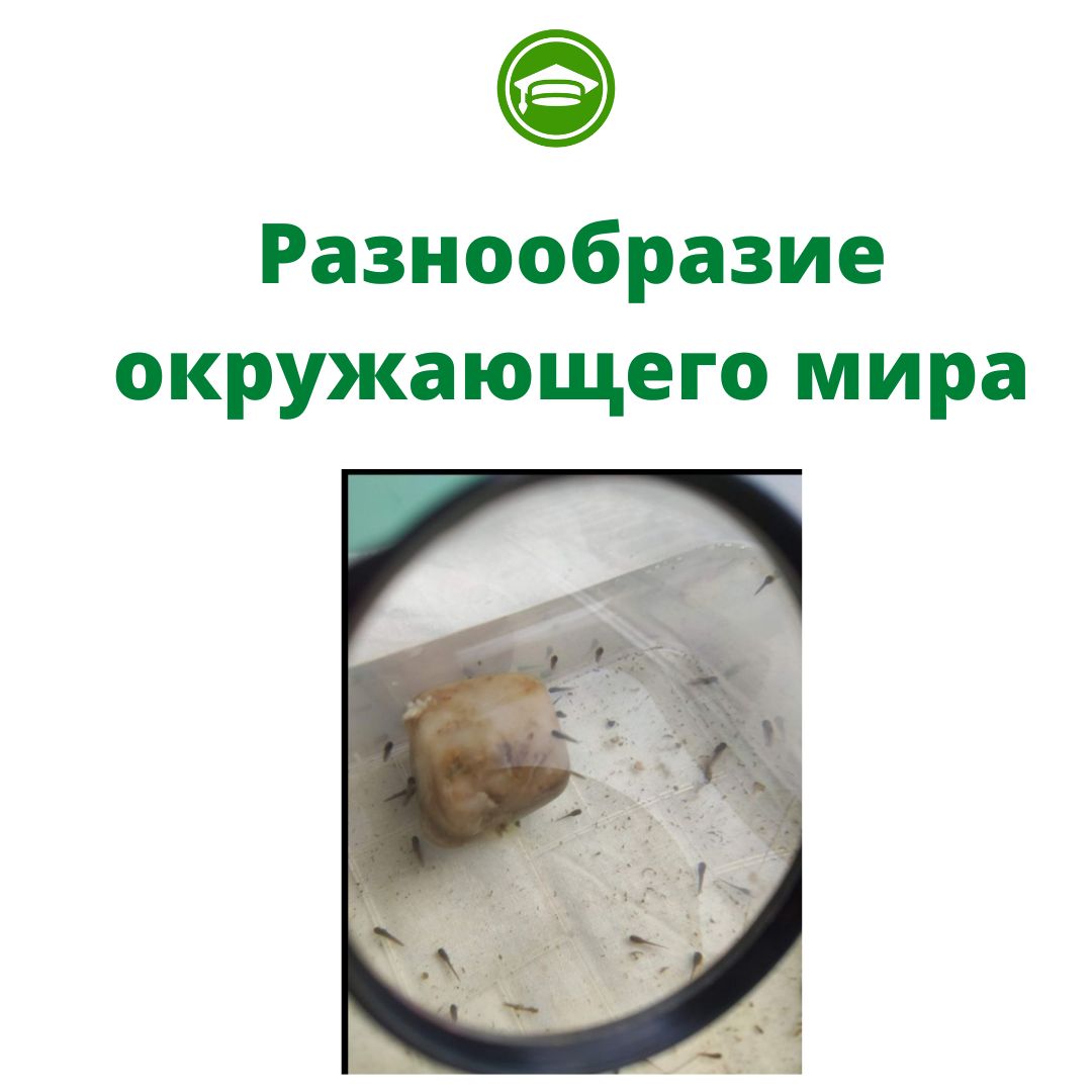 Raznoobrazie okruzhaeshhego mira