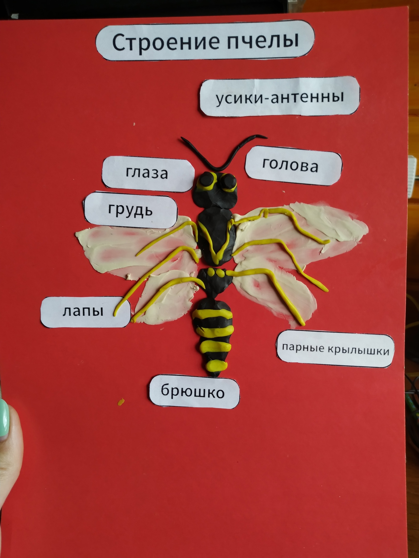INTERAKTIVNYE STRANICY V NAChALNOJ ShKOLE